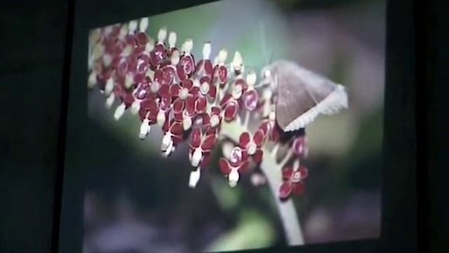 ICPS Conference 2000 - Reproductive Isolating Mechanisms among Nepenthes and Their Hybrids смотреть онлайн