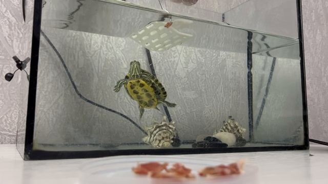 Кормление черепахи!!!