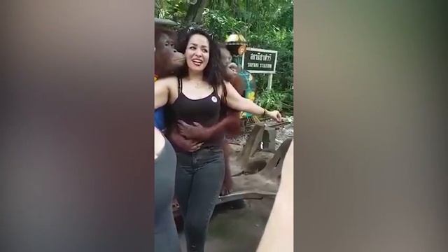 Орангутаны и туристка смотреть онлайн