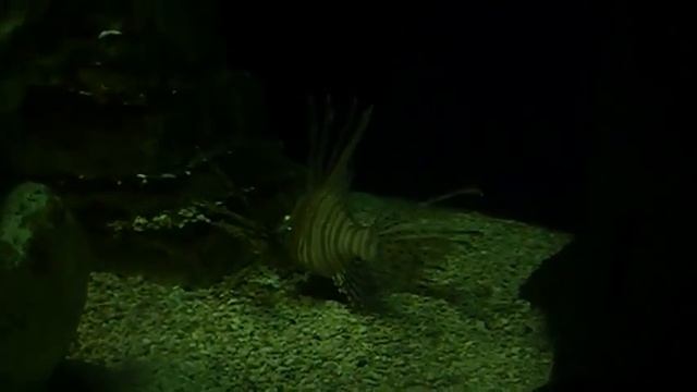 Aquarium: Gulf of Mexico- Lionfish смотреть онлайн