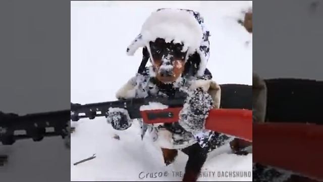 Собака с ружьём:) смотреть онлайн