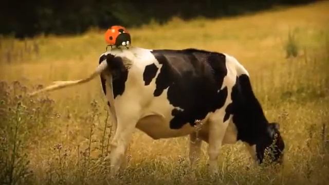 Minuscule - Охота на мух. Сезон 2 смотреть онлайн