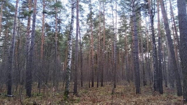 31 октября 2024 г. смотреть онлайн