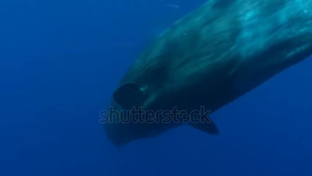 stock footage sperm whale opens its mouth in front of the camera check my sperm whale gallery for s смотреть онлайн