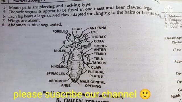 pediculus (human louse) classification, and comments zoology practical bsc/comments on pediculus смотреть онлайн