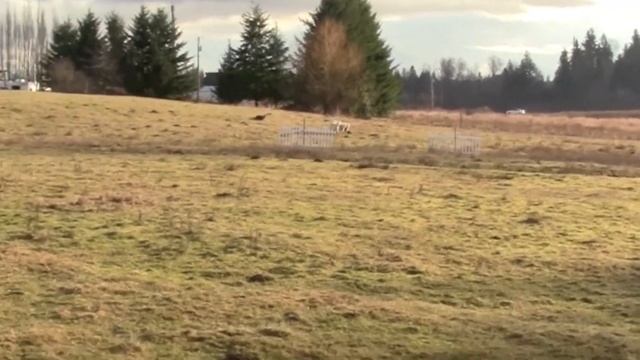 Davy Lifting Sheep 19 January 2015 смотреть онлайн