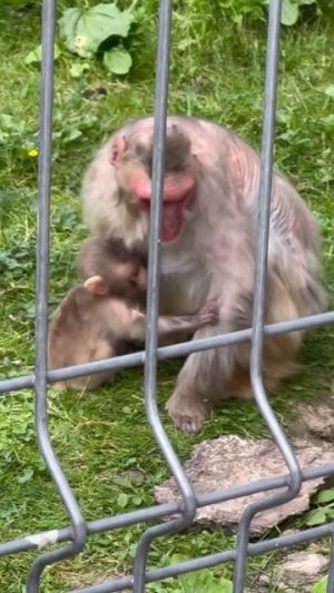 Забавные обезьянки. Лучше мамы нету #шортс #зоопарк #обезьяна #обезьянки #обезьяны