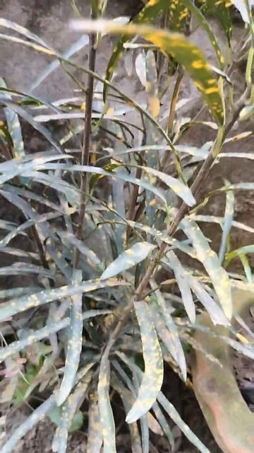 #Garden croton #plant смотреть онлайн