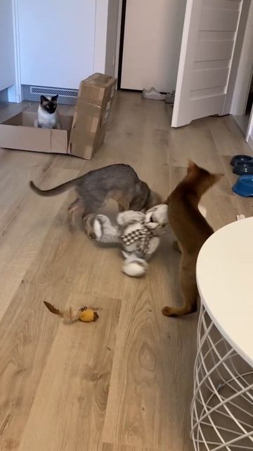 Абиссинские котята растерзали кролика😱 #домашниеживотные #catfunny #кошка #shorts #абиссинскаякошка смотреть онлайн