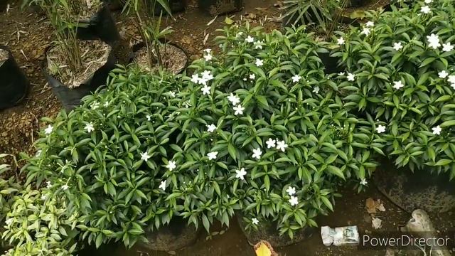 SWAK SA BUDGET KO!!! Collectible plants na abot kaya sa Bucal, Calamba Laguna! #planthaul #plantita смотреть онлайн