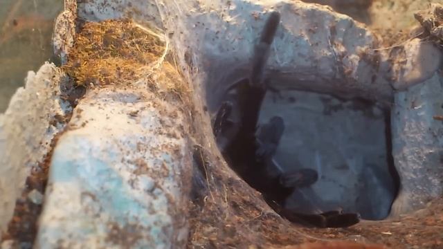 Brachypelma vagans - Bau des Spermanetzes смотреть онлайн