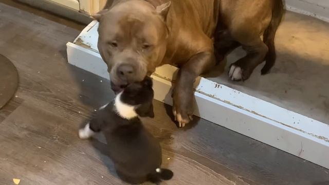 Giant pit bull bonds with unlikely tiny friend 🥰 смотреть онлайн