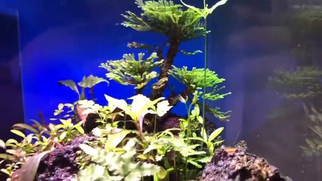 Vampire Crab and terrarium plants (ship internationally) смотреть онлайн