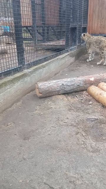 Снежный барс. Челябинский зоопарк. 10.05.2024 смотреть онлайн