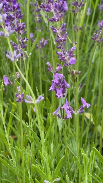 Лаванда и пчёлка 🐝💜 смотреть онлайн