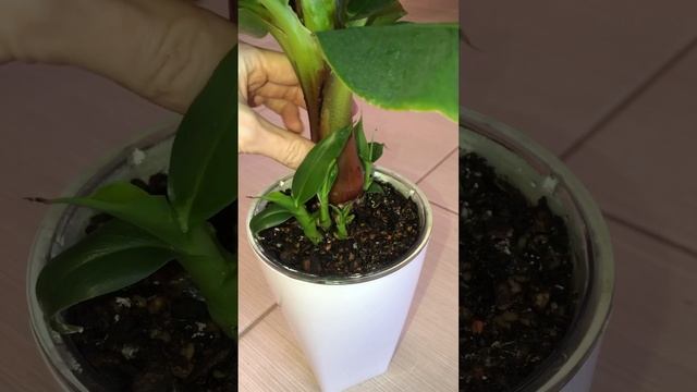 Банан Musa Tropicana #plants #banana #musatropicana @tsvetogolic (профиль VK) смотреть онлайн