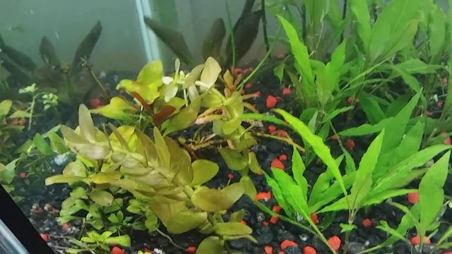 Quick update planting bacopa смотреть онлайн