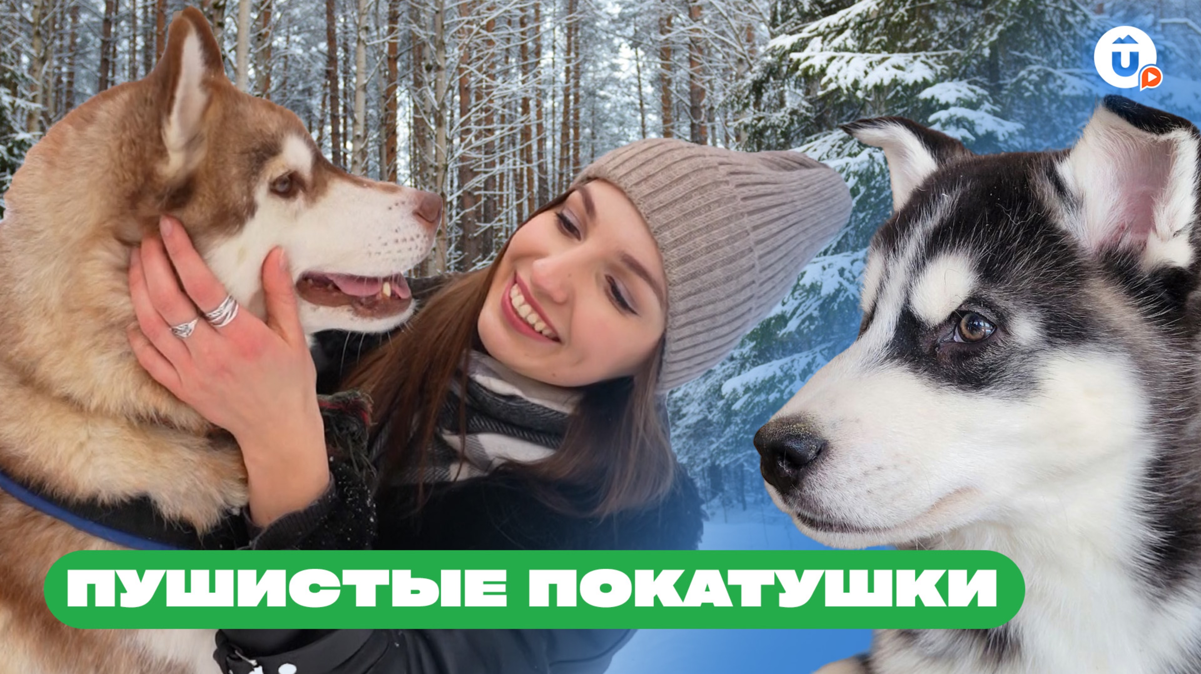 Идея для зимнего развлечения: поездка на собачьей упряжке смотреть онлайн