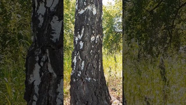 созерцание коры дерева, узоров , и движение насекомых смотреть онлайн