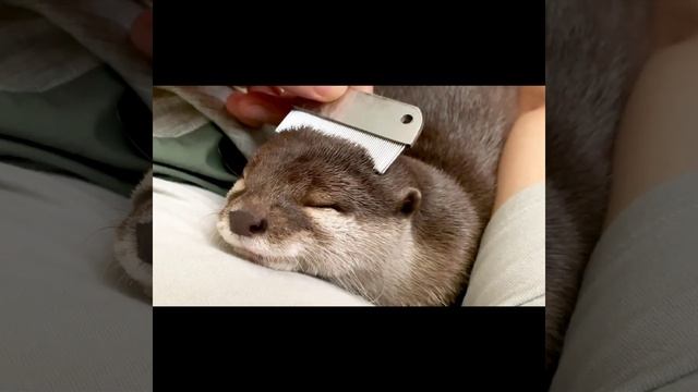 Mr otter смотреть онлайн