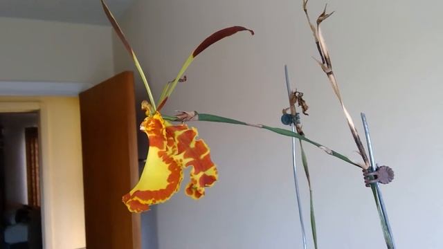 Psychopsis Mendenhall 'Hildos' FCC смотреть онлайн