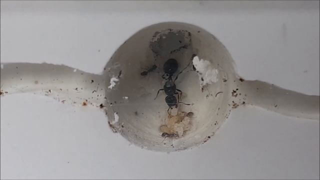 Tetramorium kolonie смотреть онлайн