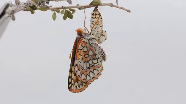 アメリカニセヒョウモンモドキの羽化（途中落下あり） смотреть онлайн