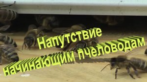 Профессор Кашковский: Напутствие начинающим пчеловодам