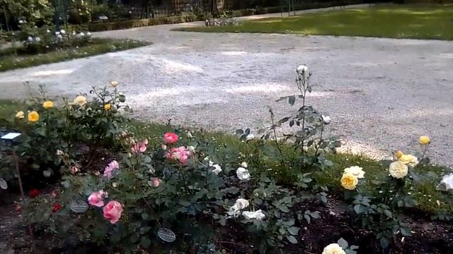 Сад Роз. Ботанический 🌹🥀💐 Сад из Роз. Розарий, Парк Роз пригород Парижа/La Roseraie Du Val-de-Marne