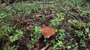 Утром пошел в лес и набрал грибов. Белые, подосиновики и крупные лисички