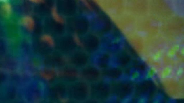 CODE THE BLACK CHAMELEON "THE STRANSFORMATION " смотреть онлайн