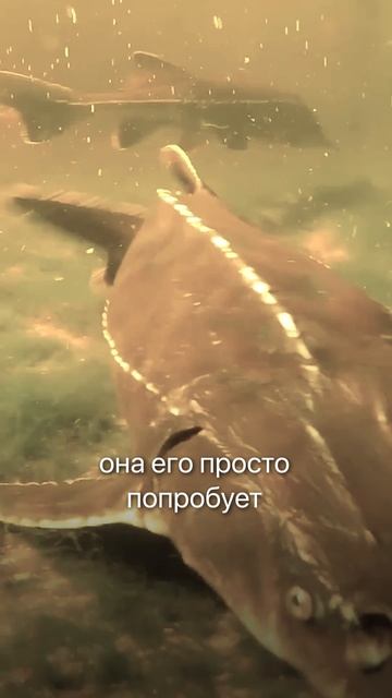 Белуга съела человека в Китае?! #белуга #осетр #форель #рыба смотреть онлайн