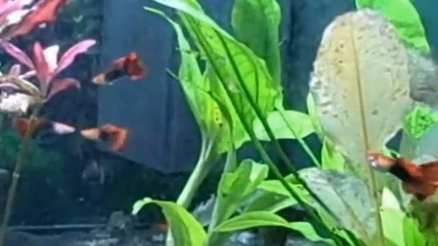 My Juwel Trigon 190 Aquarium (1) смотреть онлайн