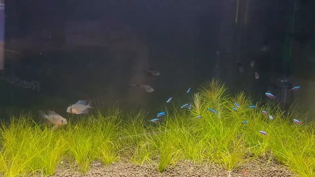 mikrogeophagus altispinosus смотреть онлайн