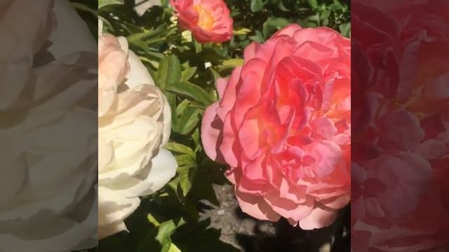 Пион Корал Сансет (Coral Sunset)