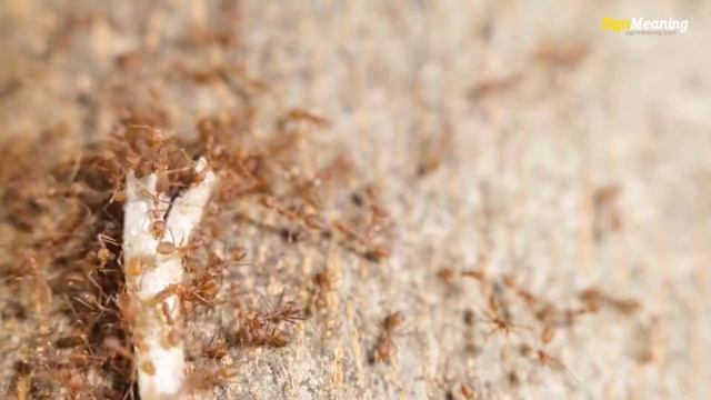 Dream About Ants – Symbolic Meaning And Interpretations смотреть онлайн