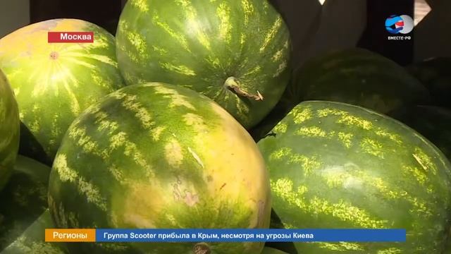 Открытие сезона бахчевых смотреть онлайн