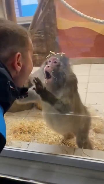 🐒обезьяна напала на человека😱🔥 смотреть онлайн