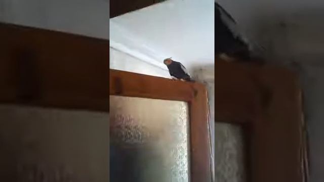 Разговор Кореллы смотреть онлайн