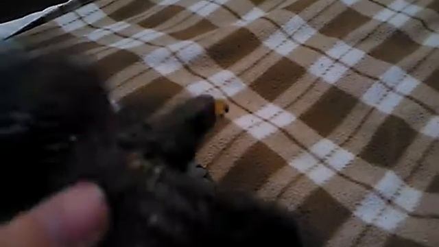 Ястребы и ко Макси смотреть онлайн