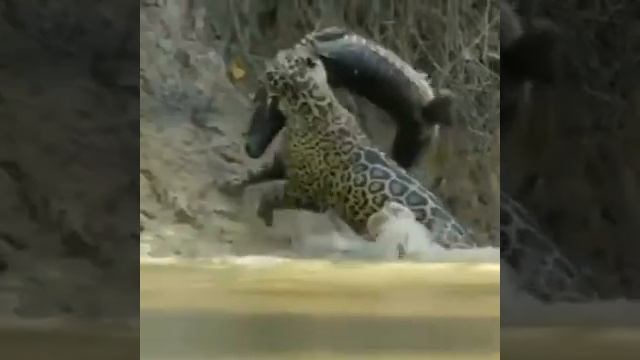 UN ÉNORME JAGUAR SORT UN CROCODILE HORS DE L'EAU POUR LE PETIT DÉJEUNER смотреть онлайн