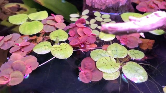 Phyllanthus Fluitans In Meinen Aquarien