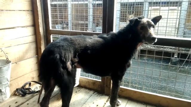 Уголек. 23.07.2017 смотреть онлайн