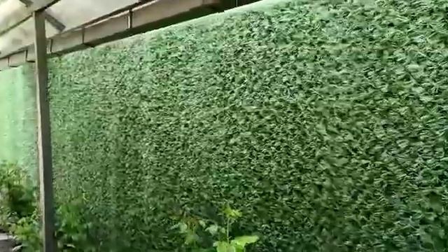 Green World. Отзыв от клиента