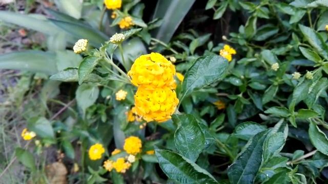 Lantana camara смотреть онлайн