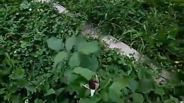 Лето 2017 д. Ирх-Сирма Саша в отпуске(21) смотреть онлайн