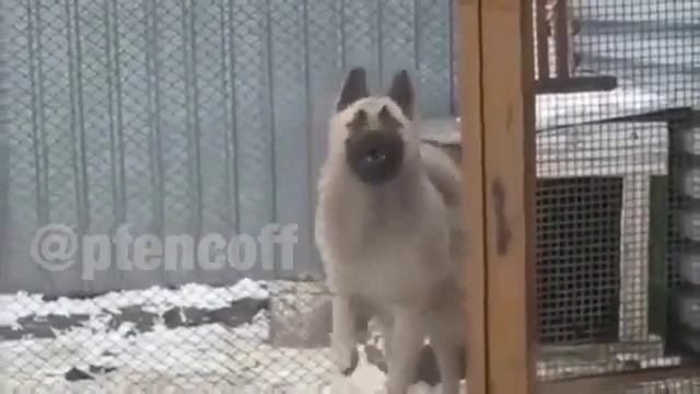 Собака танцует смотреть онлайн