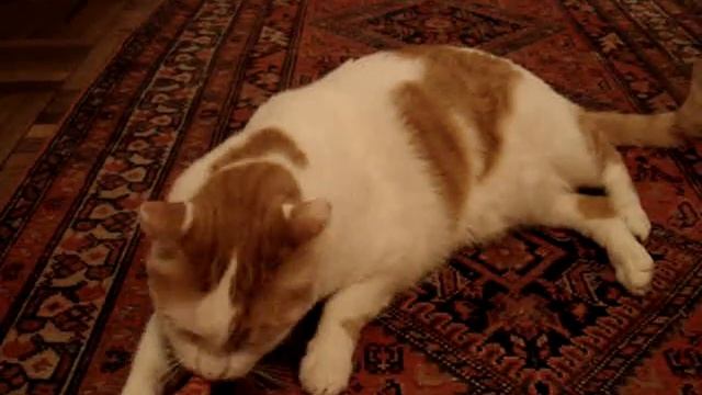 Hydra and the Snake смотреть онлайн