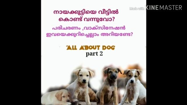 Puppy Care And Vaccination നായ പരിചരണം