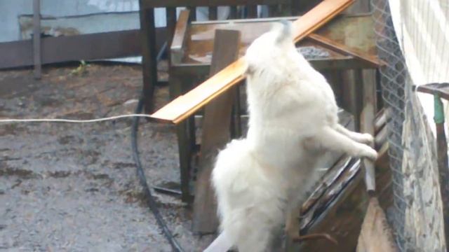 Смешное видео, самоед ловит дождь смотреть онлайн